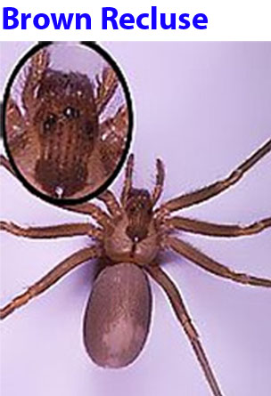 Brown Recluse Spider